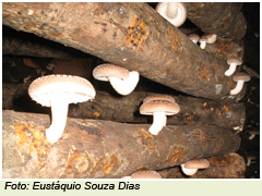 Entenda como é realizado o processo de cultivo de cogumelos comestíveis 